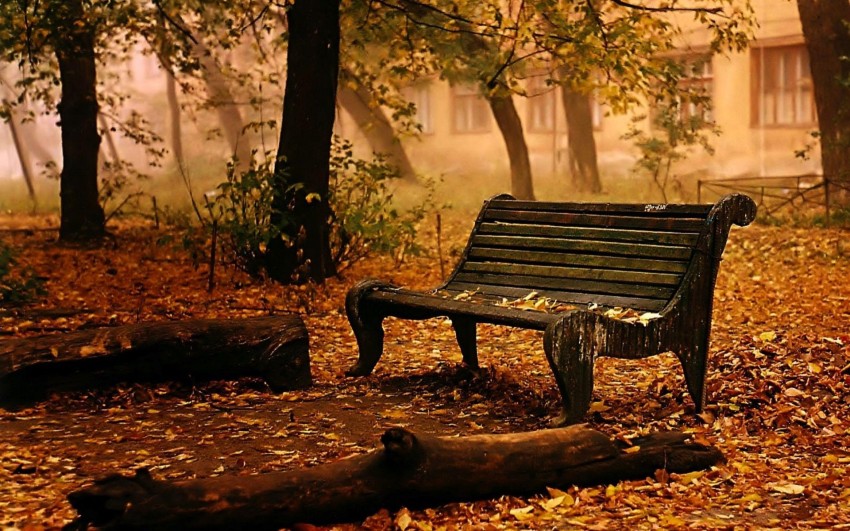 Forest Chair Background Wallpaper Full HD