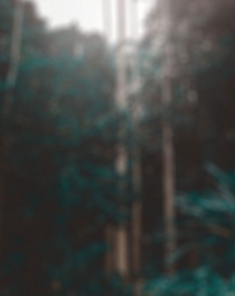 Forest Editing Blur Background Full HD Download