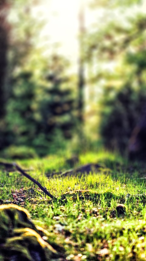 Forest Editing CB Picsart Background HD Blur Download