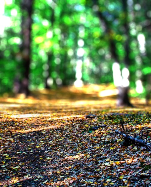 Forest Editing CB Picsart Background HD Blur Download