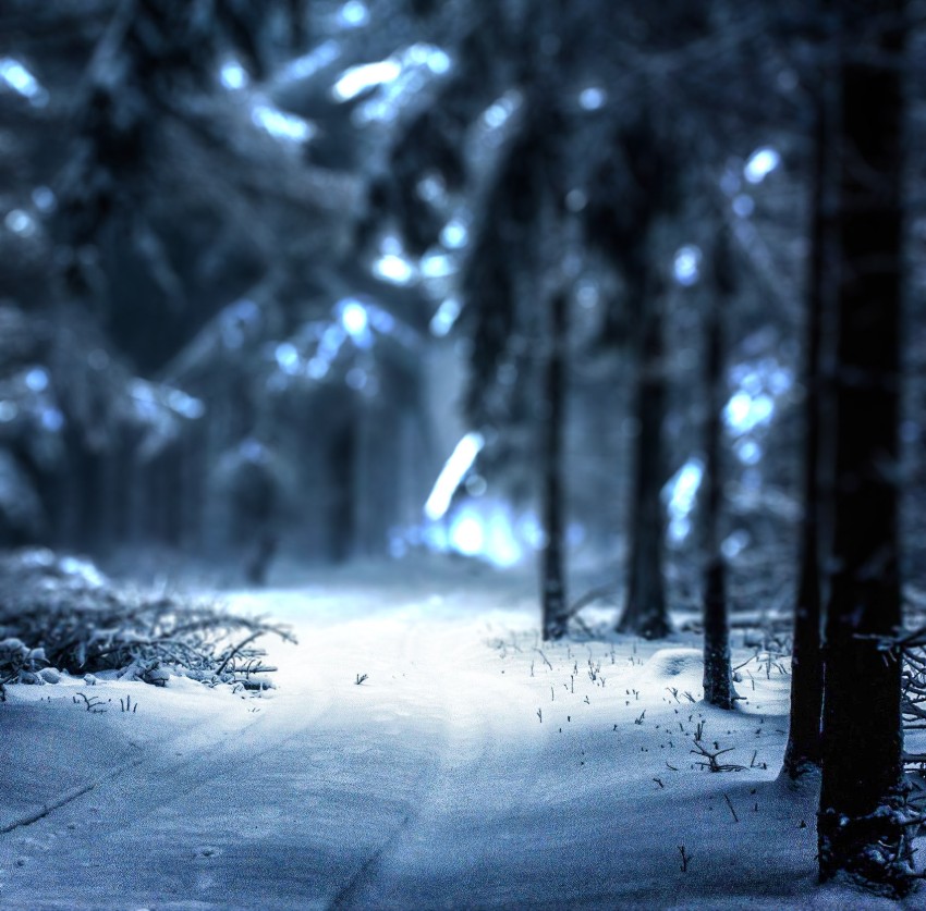 Forest Editing CB Picsart Background HD Winter