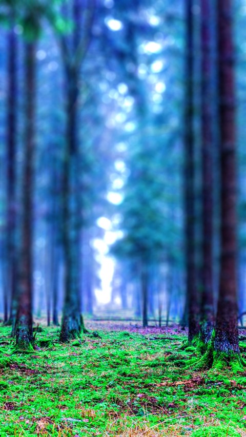 Forest Editing Photo  Picsart Background HD Download