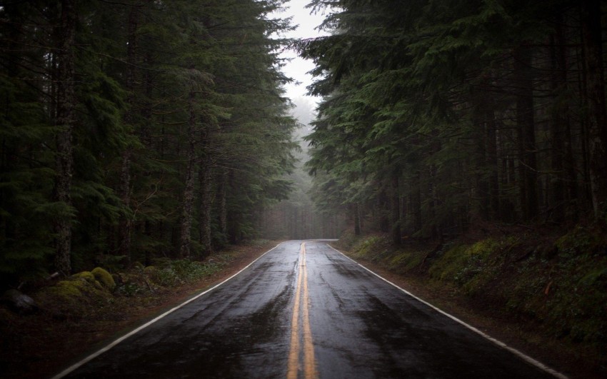 Forest Empty Road Background HD Background Free