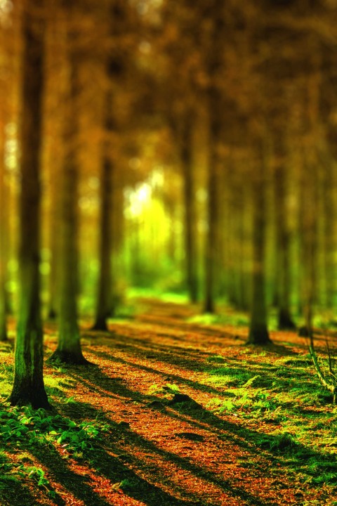 Forest Long Tree CB Picsart Background Full HD Download