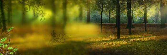 Forest Nature Flex Banner Background Download