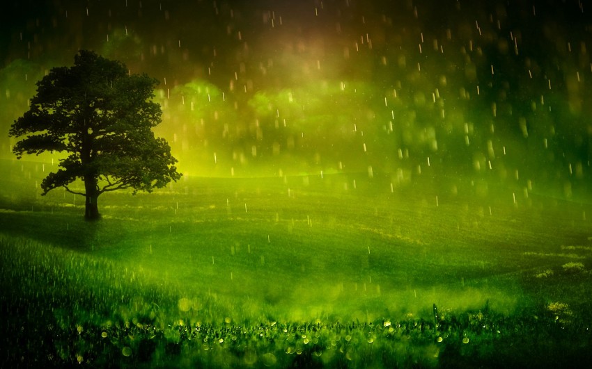 Forest Nature Rain HD Background Download