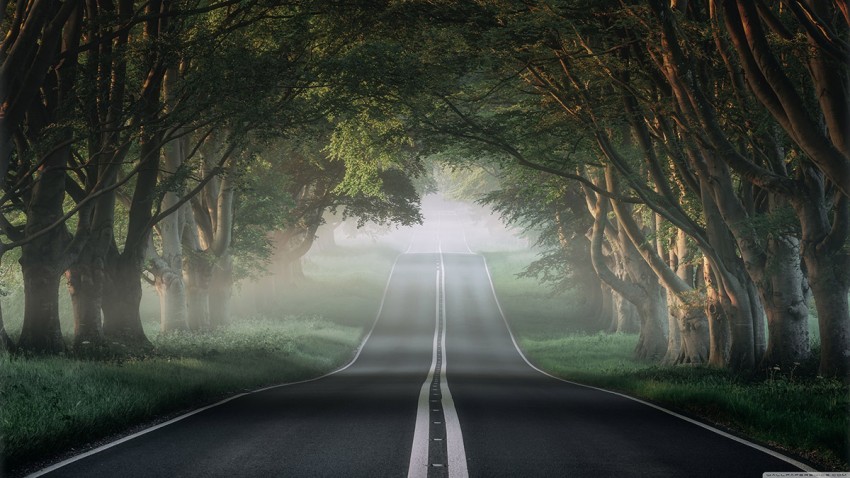 Forest Nature Road Background  Full HD   Download Free