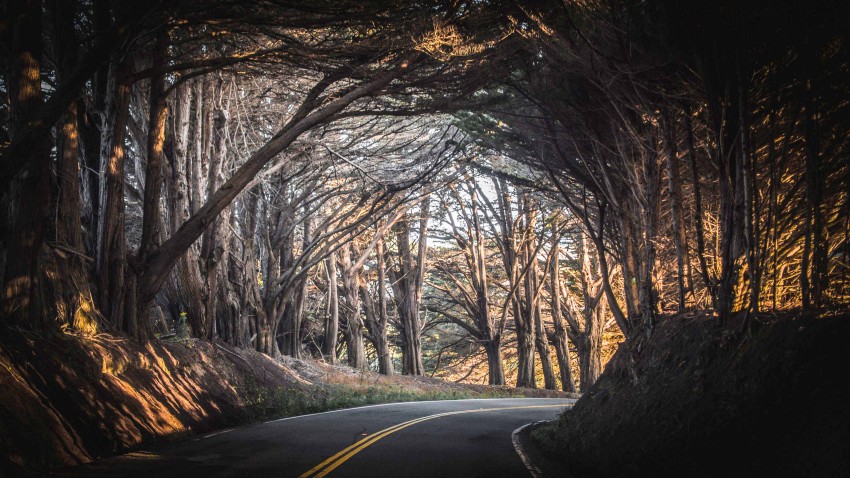 Forest Nature Road Background HD Download