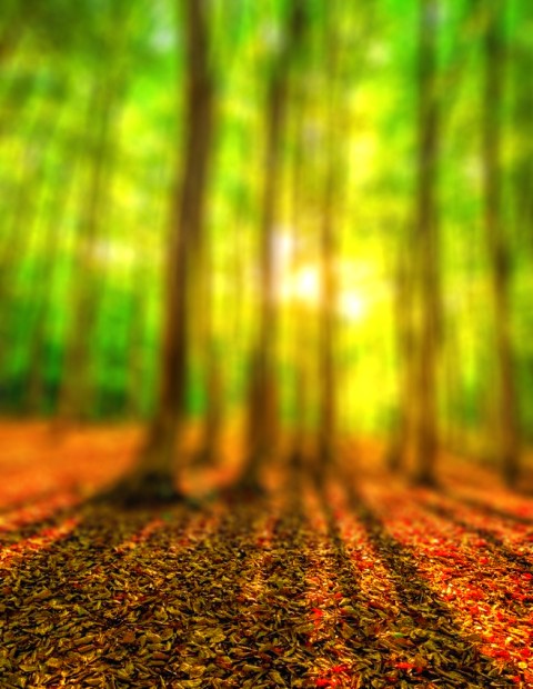 Forest Photo Editing CB Picsart Background HD Download