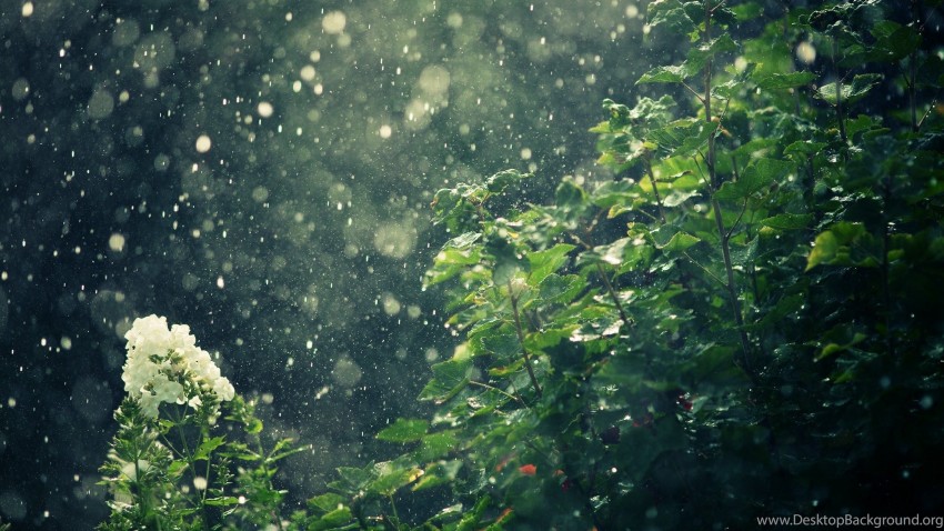 Forest Rain HD Background Images Free