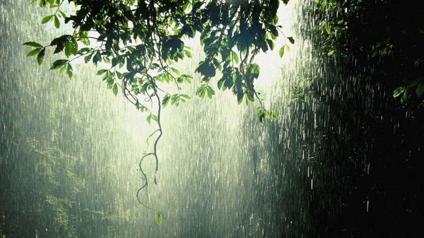 Forest Rain HD Background Wallpaper Download