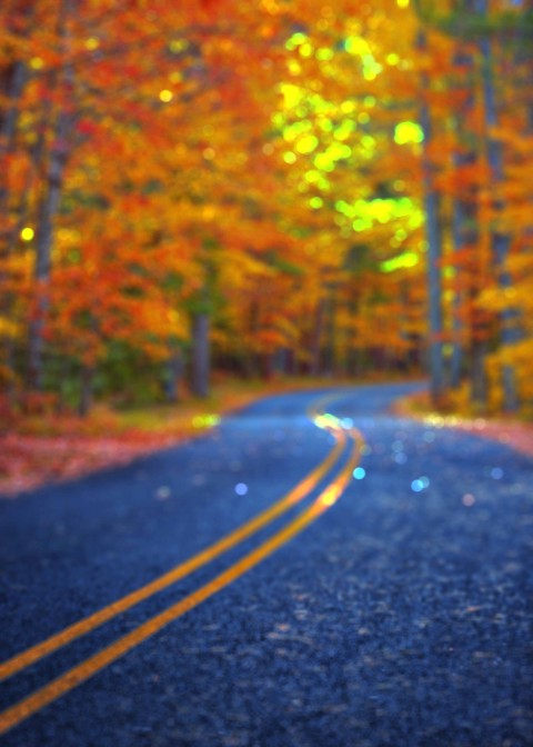 Forest Road Blur Picsart Editing Background Full HD Download