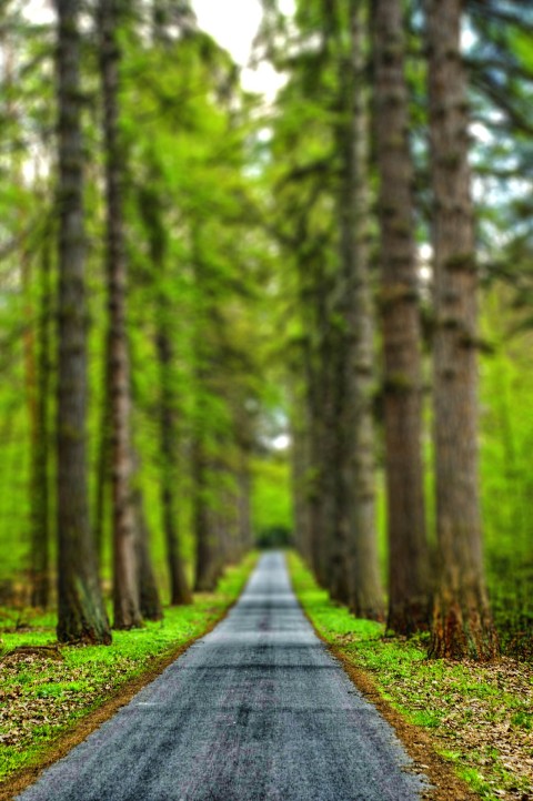 Forest Road CB Photoshop Editing Background HD  Download