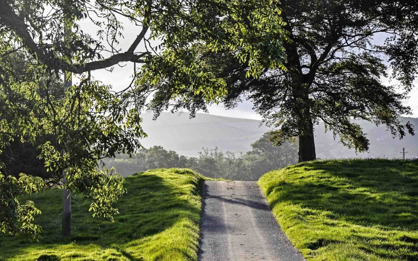 Forest Summer Road Background HD Photo Image Free