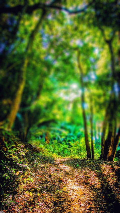 Forest T CB Blur Photo Editing Background Full HD Download