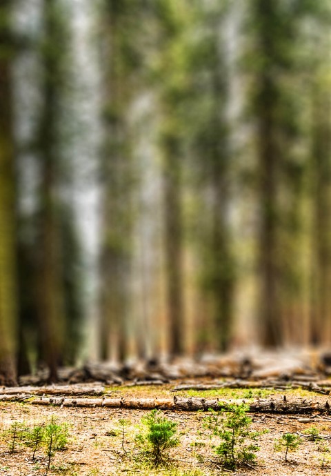 Forest Tree Blur  CB Picsart Background Full HD Download