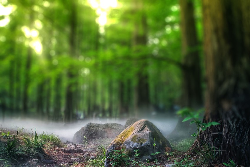 Forest Tree CB Photoshop  Background Full HD Download