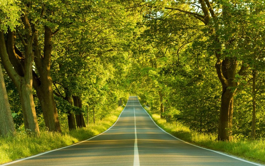 Forest Tree Empty Road Background HD Background Free