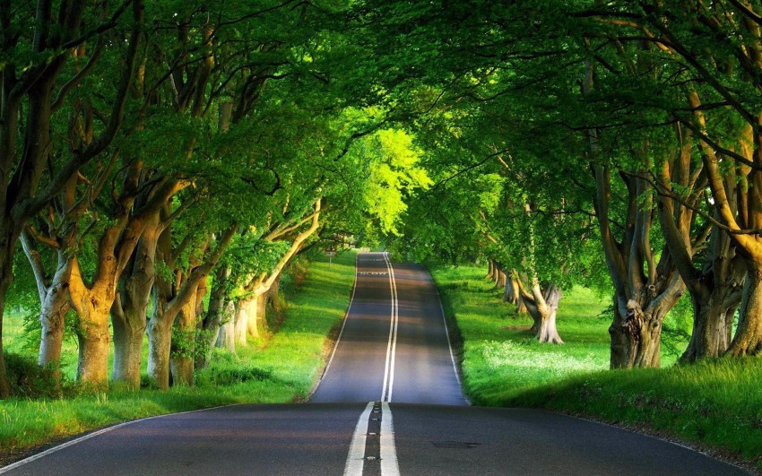 Forest Tree Empty Road Background HD Background Free