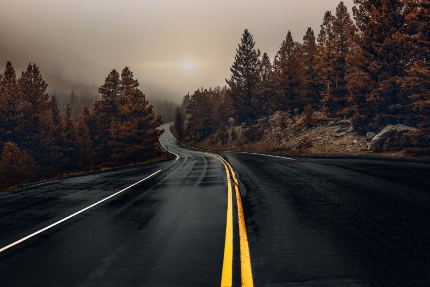 Forest Tree Empty Road Background HD Background Free