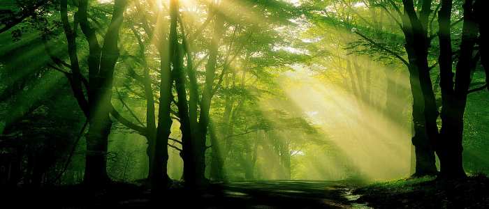 Forest Tree Flex Banner Background Download