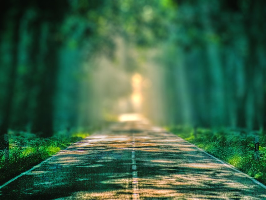 Forest Tree Highway Road CB Picsart Background HD