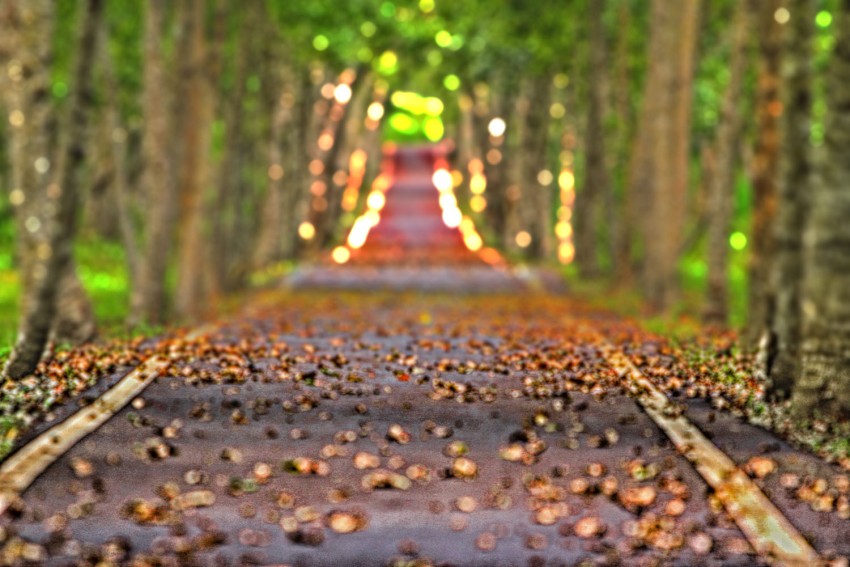 Forest Tree Highway Road CB Picsart Background HD