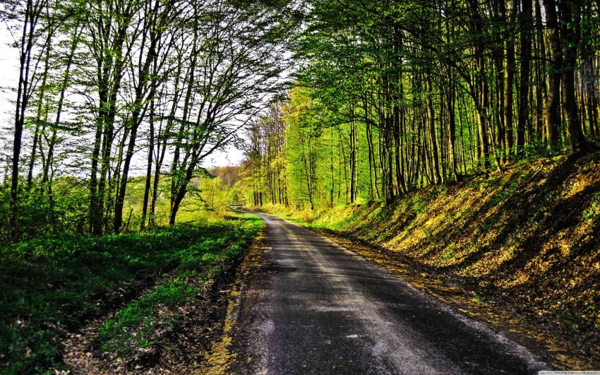 Forest Tree Nature Road Background Full HD Download