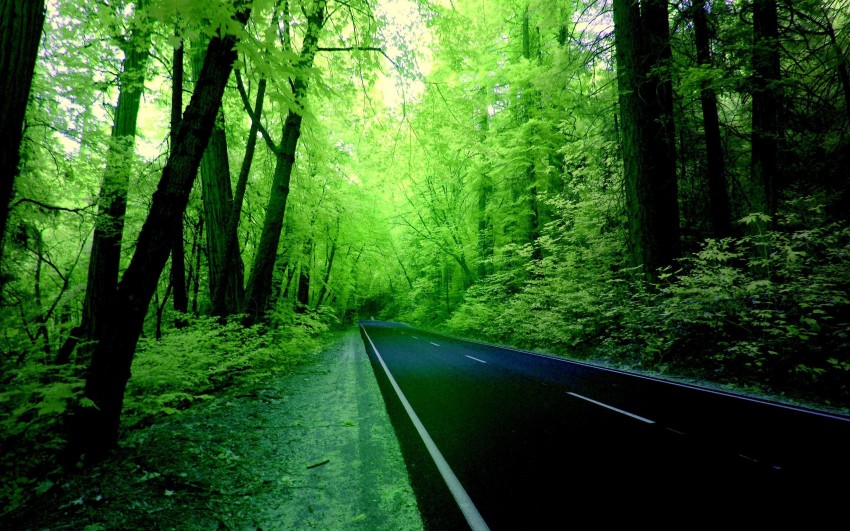 Forest Tree Nature Road Background Full HD Download