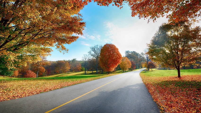 Forest Tree Nature Road Background Full HD Download