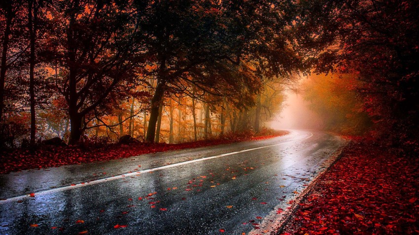 Forest Tree Nature Road Background HD Download