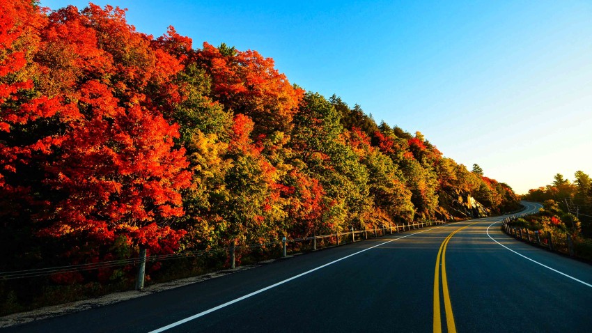 Forest Tree Nature Road Background HD Download