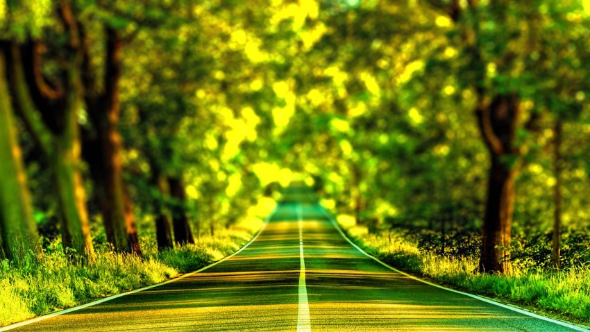 Forest Tree Nature Road Editing Background HD