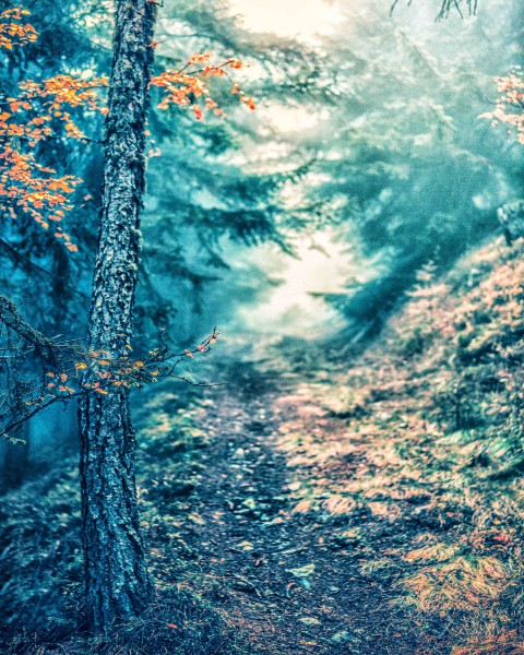 Forest Tree Photo Editing Background Full HD Download