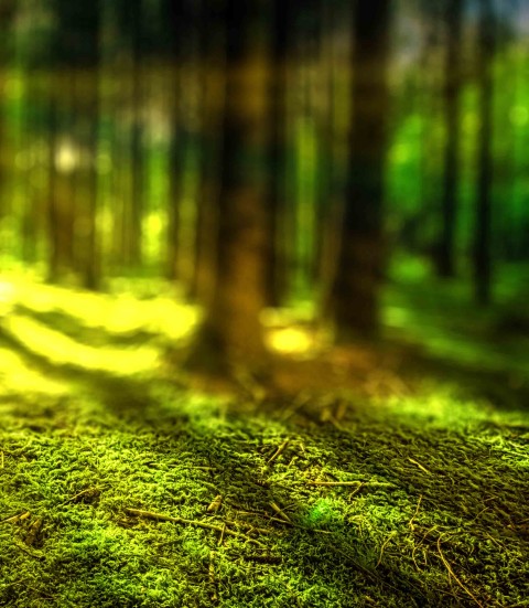 Forest Tree Photoshop Editing Background Full HD Download