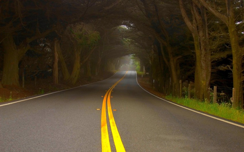 Forest Tree  Road Background  Full HD   Download Free