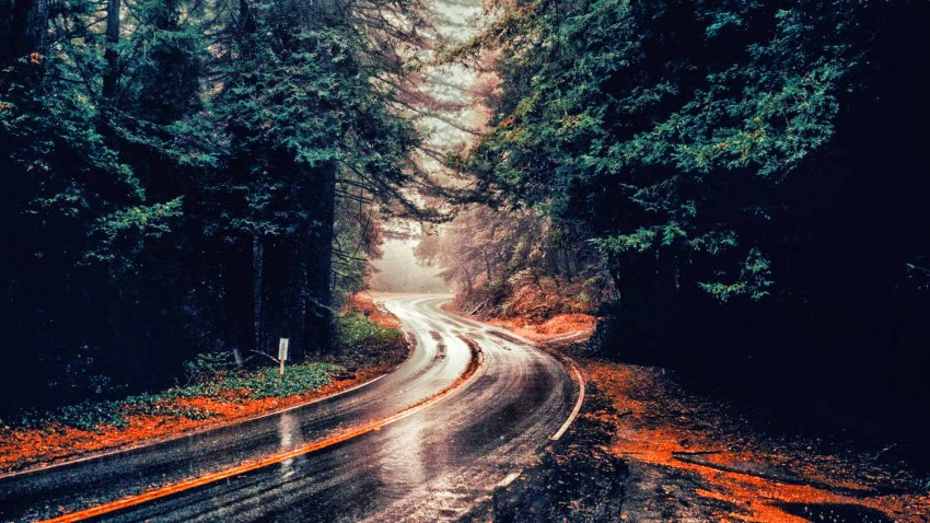 Forest Tree  Road Background  Full HD   Download Free