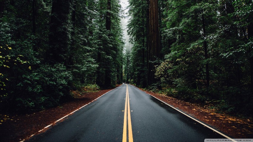 Forest Tree  Road Background  Full HD   Download Free