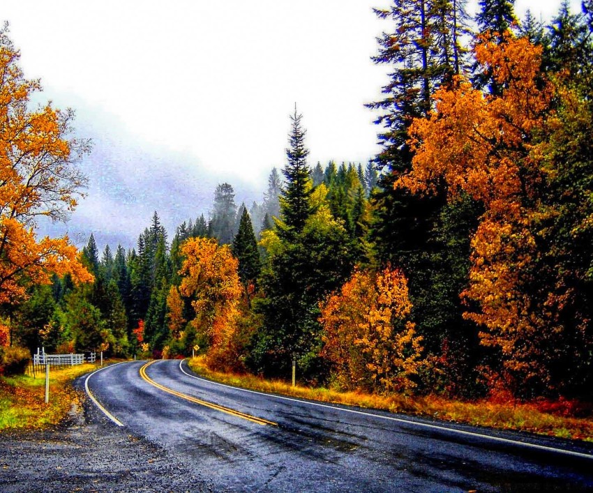 Forest Tree Road Background  Full HD   Download Free