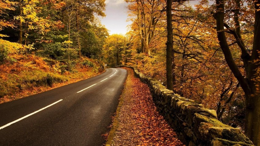 Forest Tree Road Background  Full HD   Download Free