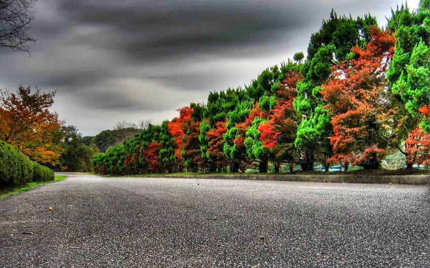 Forest Tree Road Background HD Photos Images Download Free