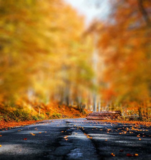 Forest Tree Road  CB Picsart Background Full HD Download