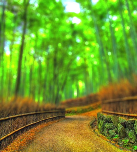 Forest Tree Road CB Picsart Background HD Download