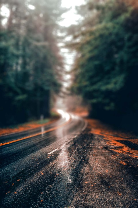 Forest Tree Road CB Picsart Editing Background HD Download