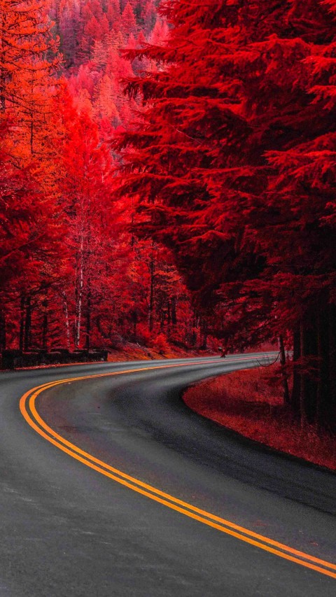 Forest Tree  Road Editing Background  Full HD   Download Free