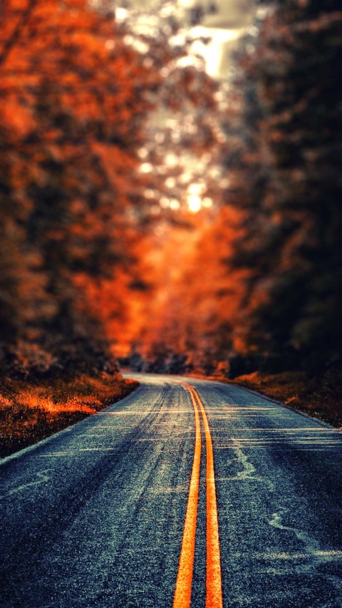 Forest Tree  Road Editing Background  Full HD   Download Free