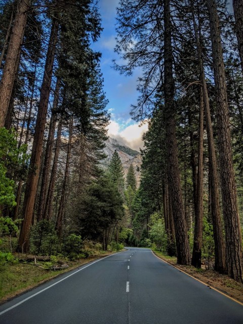 Forest Tree Village Road Background HD Download