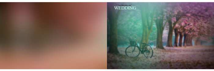 Forest Tree Wedding Album Background Image Download