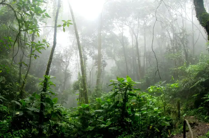 Forest Urban Jungle Green Mountain Forest Background