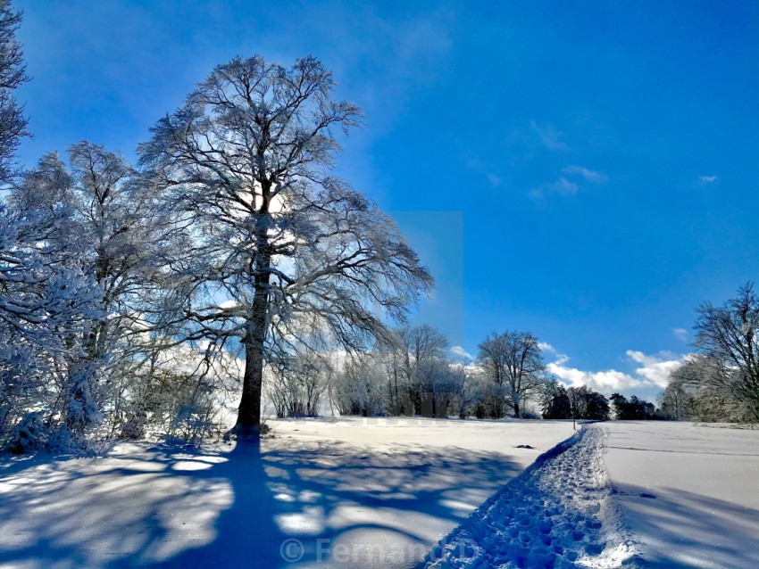 Forest Winter Road Background Full HD Download